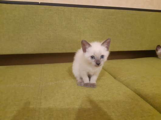 Сиамские котята