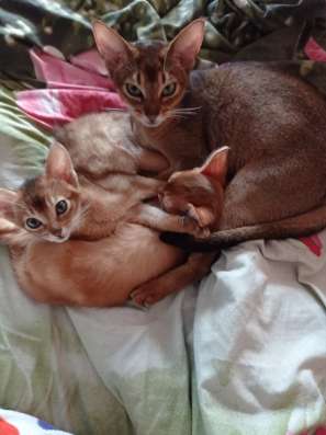Abessinierkatze 3,5 Monate dringend фото 4