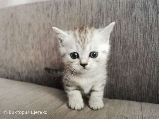 Шотландские котята фото 3