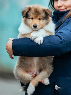Collie rough Puppies фото 3