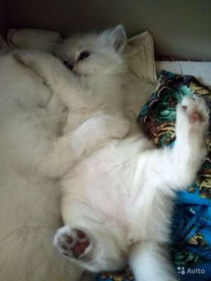 Сказочные котята