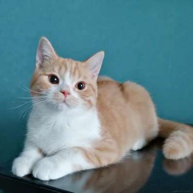 Британский котенок