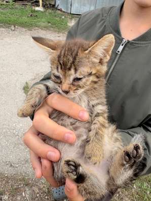 Котята в добрые руки в Тольятти фото 3