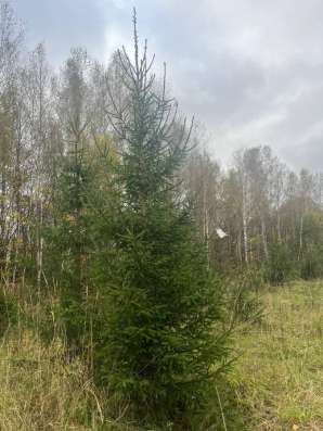 Сосны Крупномеры в Уфе фото 4