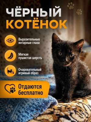 Котята