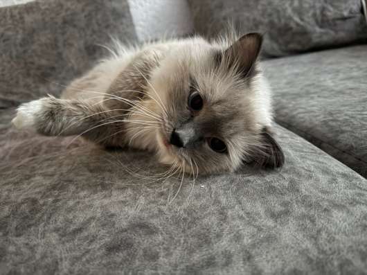 Отдам кота в Светлом Яре