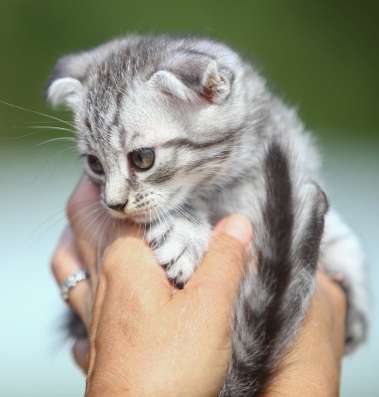 Котенок лапочка Туманчик в Москве фото 4