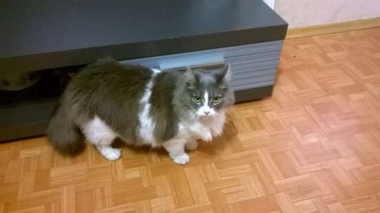 Послушный котик в Тольятти