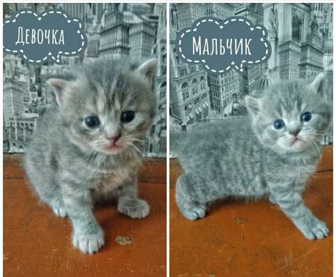 Продаю 6-рых шотландских котят в Муроме