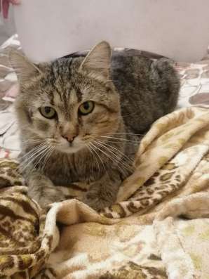 Срочно! Котик ищет дом, Астана