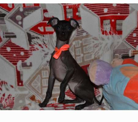 Italian greyhound