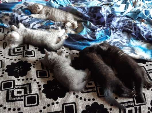 Британские котята