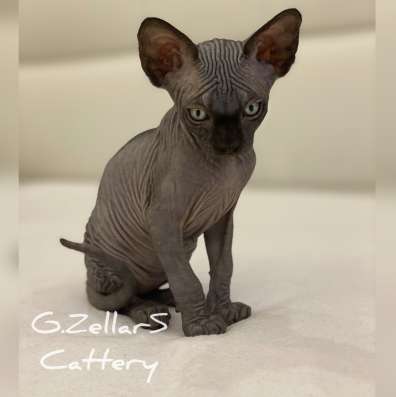 Sphynx Male Чёрный красавчик в Москве фото 3