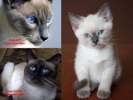 Сиамские котята в Чусовой фото 8
