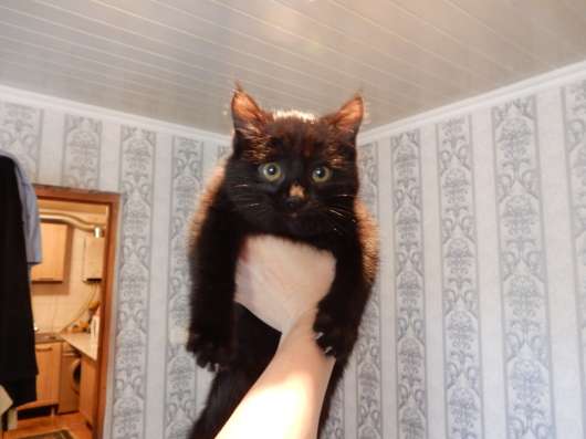 Шикарный котенок