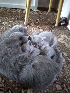 Продам шотландского котёнка