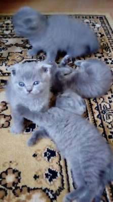 Шотландские котята в Ейске