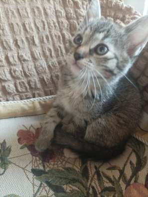 Котенок девочка ищет новый дом в Москве фото 7