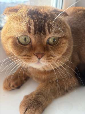 Вязка кота в Орске