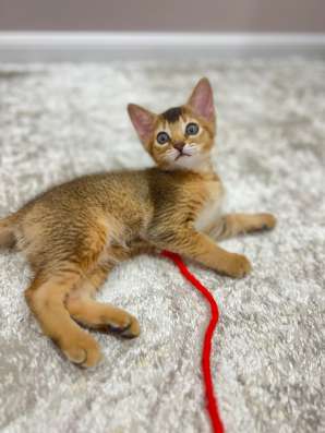 Абиссинский котёнок в Ставрополе фото 3