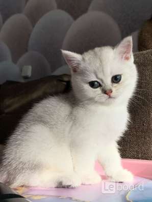 Котики шиншиллы в Воронеже фото 4