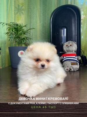 Шпицы с документами РКФ в Ростове-на-Дону фото 8