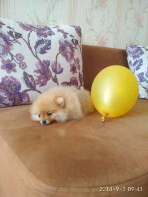 Щенок померанского шпица