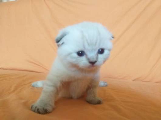 Шотландские котята фото 7