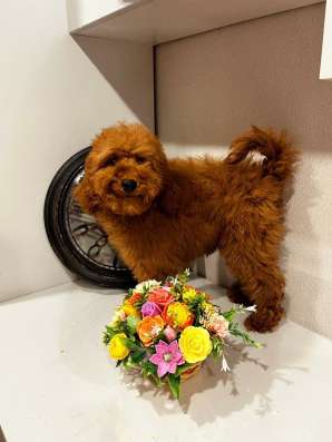 Toy POODLE/miniature
