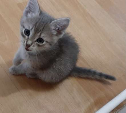Котята в добрые руки БЕСПЛАТНО в Ишимбае