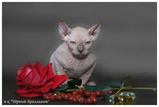 Котята канадского сфинкса