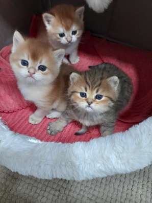 Британские котята фото 4
