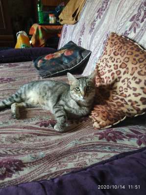 Кошка на передержку
