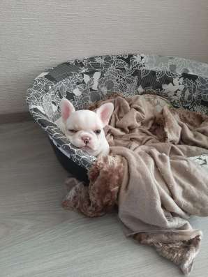 Девочка французского бульдога фото 3