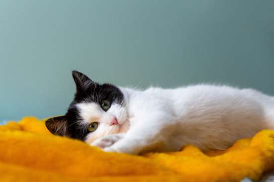 Котенок Остин в добрые руки фото 8