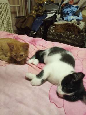 Котята в хорошие руки
