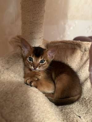 Абиссинские котята, продам