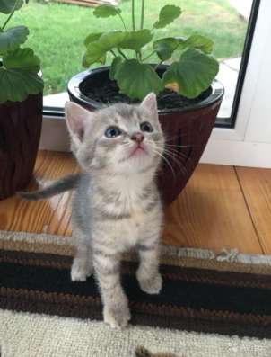 Котёнок доброму человеку