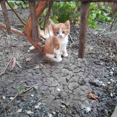 Отдам котёнка бесплатно