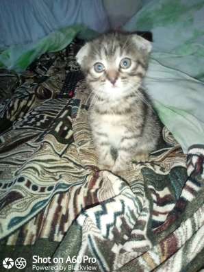 Котёнок вислоухий