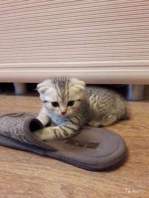 Продаю шотландских котят в Чебоксарах фото 6