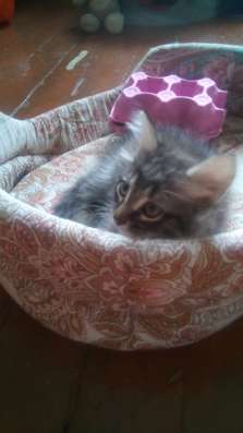 Двух месячный котёнок, мальчик в Магнитогорске фото 23