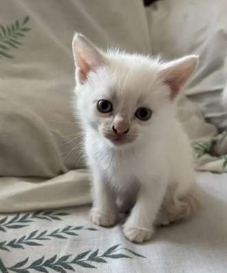Отдам котенка в добрые руки, мальчик