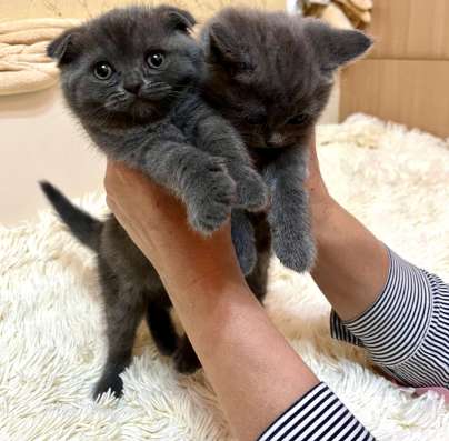 Шотландские вислоухие фото 6