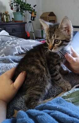 Ласковый котенок бесплатно.