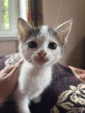 Отдам котят в добры руки?