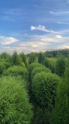 Туи Смарагд Глобоза в Липецке фото 4