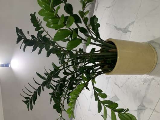 Замиокулькас в Ессентуках