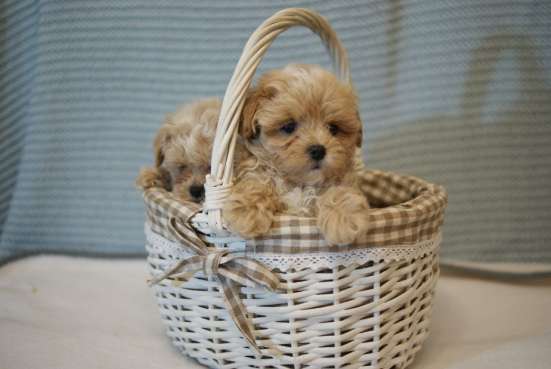 Кукольные малыши мальтипу Ф1 фото 3