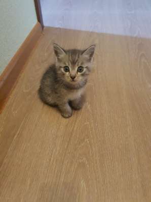 ШОТЛАНДСКИЕ КОТЯТА в Москве фото 9